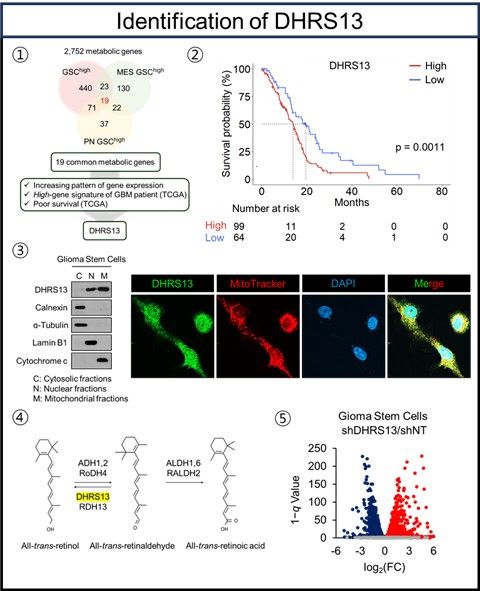 DHRS13 단백질 발굴 