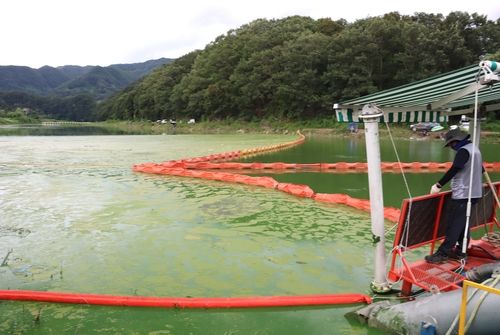 서화천 녹조 오염수 수거 