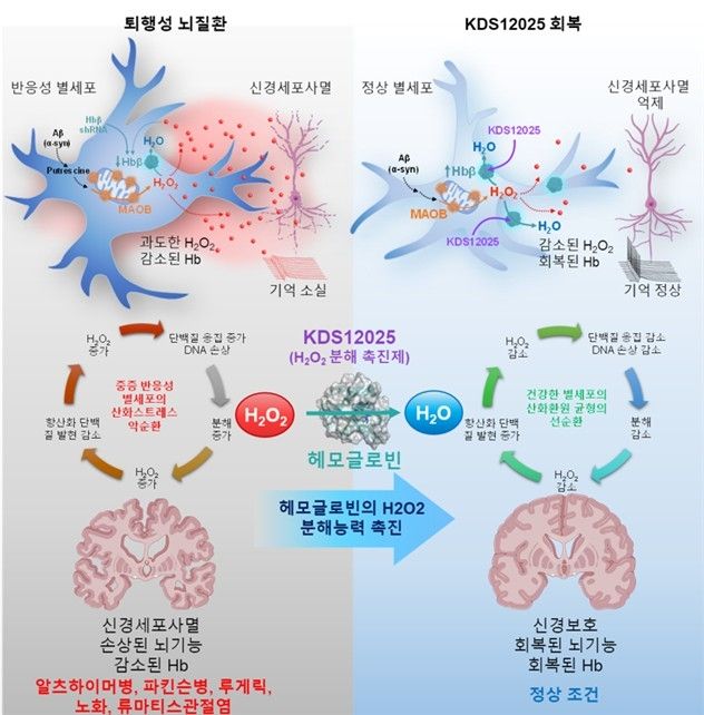 헤모글로빈의 활성산소 분해 역할 