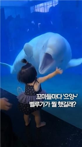[쇼츠] 중국 아쿠아리움 벨루가 장난에 아이들 울음 - 2