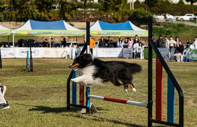 도그 스포츠 종목 중 '어질리티' 모습