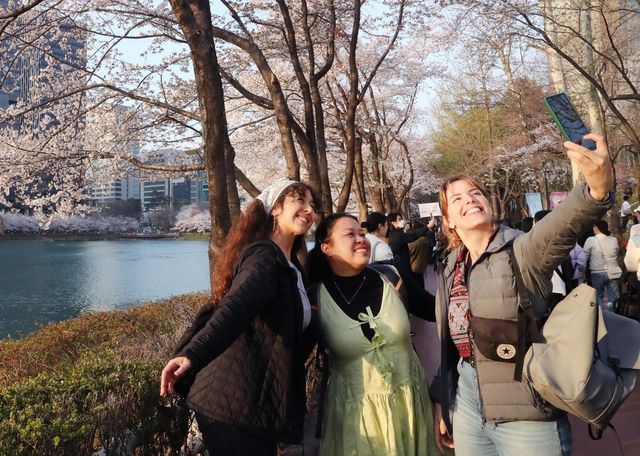 벚꽃철 석촌호수 찾은 외국인들