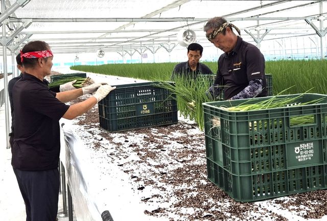 스마트팜 쪽파 수확