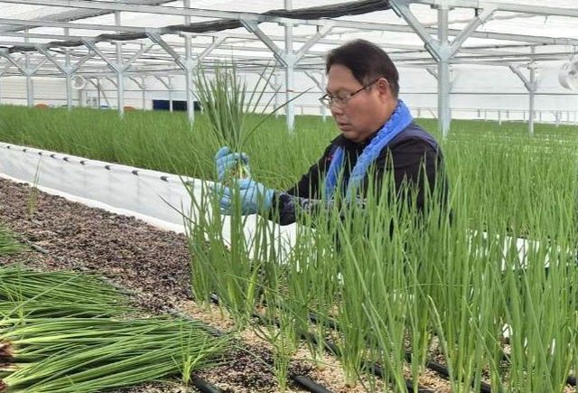 스마트팜 쪽파 수확