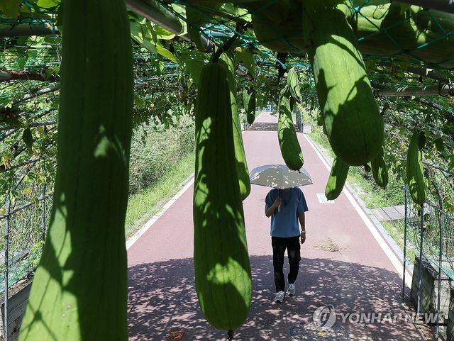 처서 코 앞인데 찜통더위 여전