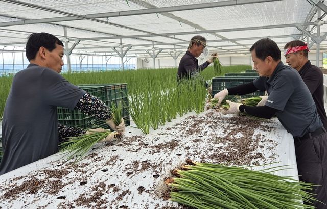스마트팜 쪽파 수확 