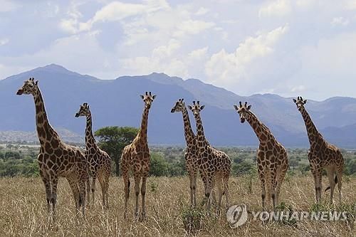 북부 기린 무리의 모습