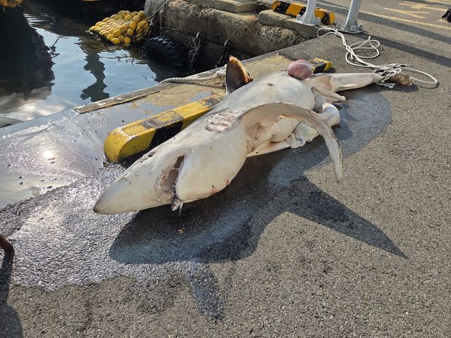 부산 앞바다서 발견된 상어 사체