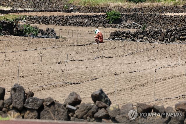 가뭄에 애타는 농심