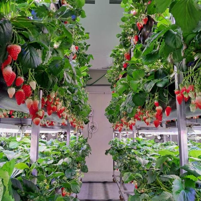 식물공장에서 재배되는 딸기