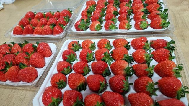 식물공장에서 재배된 딸기