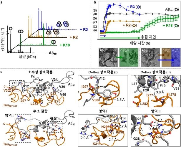 타우 미세소관 결합 부위와 아밀로이드 베타와의 상호작용