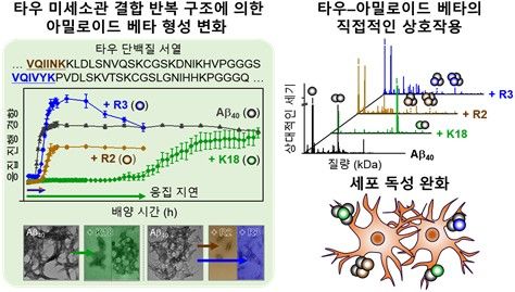 타우 미세소관 결합 부위와 아밀로이드 베타와의 상호작용