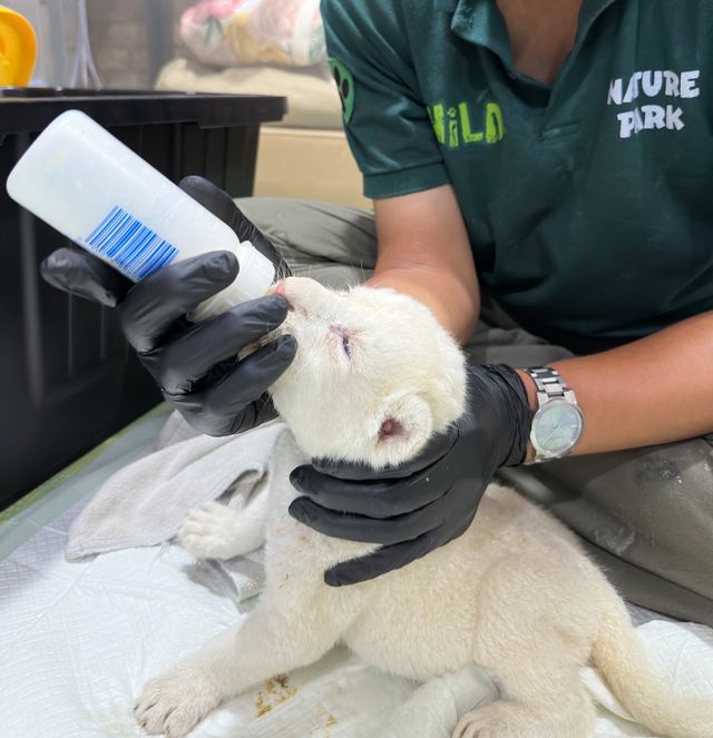 인공 포육중인 아기 백사자