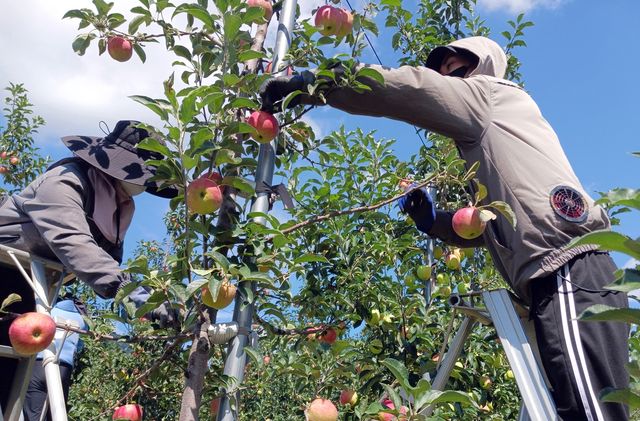 '장수 사과 잎 따기 한창