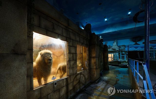 '바깥세상이 궁금해'…폐업한 동물원에 남겨진 백사자