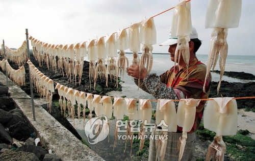 제주 오징어 말리기