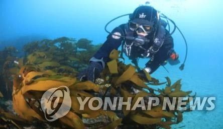 바다 숲 점검 모습