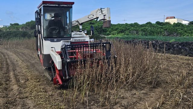 참깨 콤바인 기계 수확