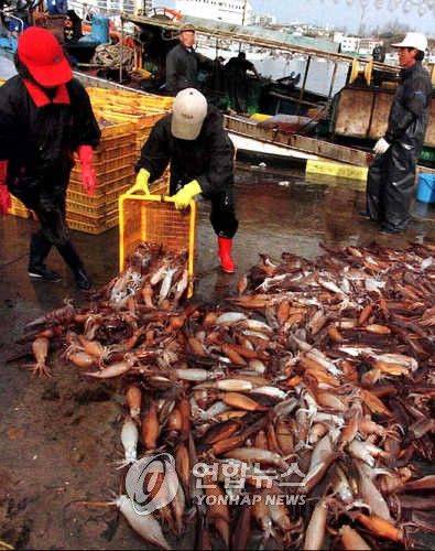 주문진항 오징어 풍년