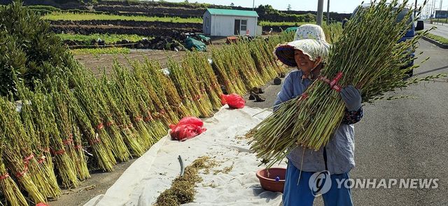 여름의 끝자락 참깨 수확