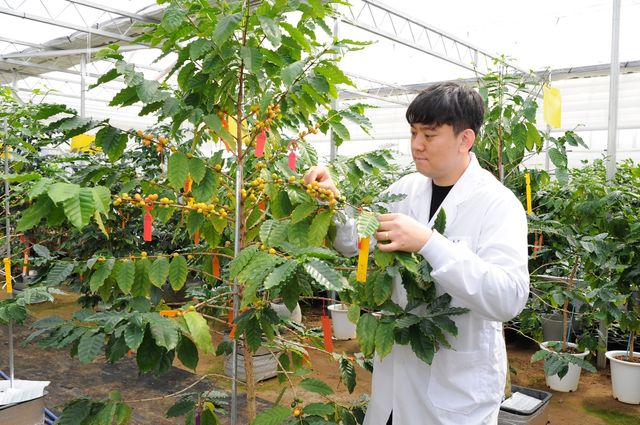 전남농업기술원 커피 연구