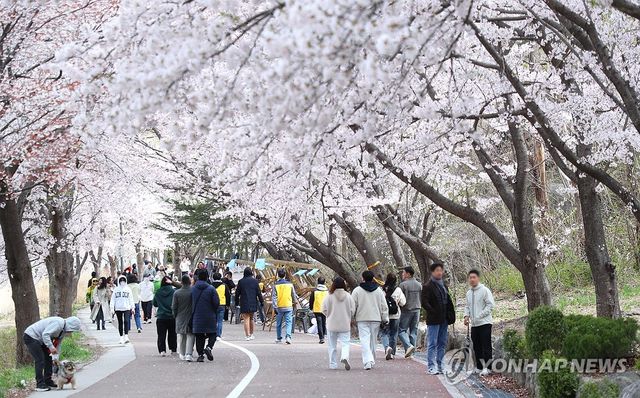 속초 영랑호 벚꽃축제