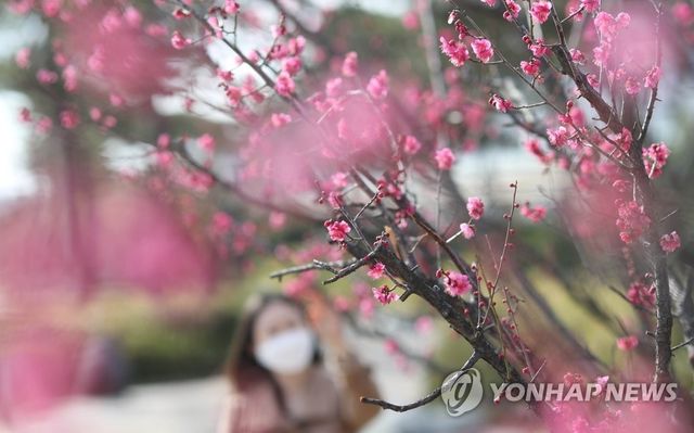 김해지역 홍매화