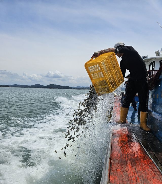 고수온 우려 속 서산서 양식물고기 15만8천마리 방류