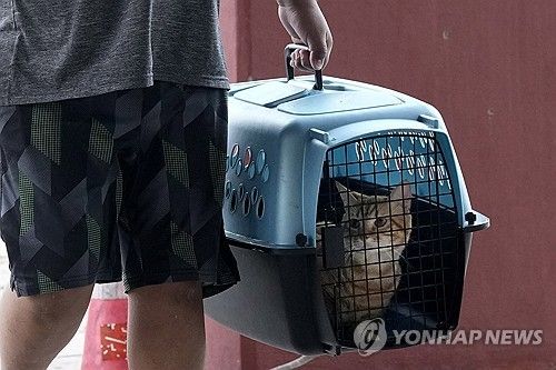 우리에 담겨 이동하는 고양이