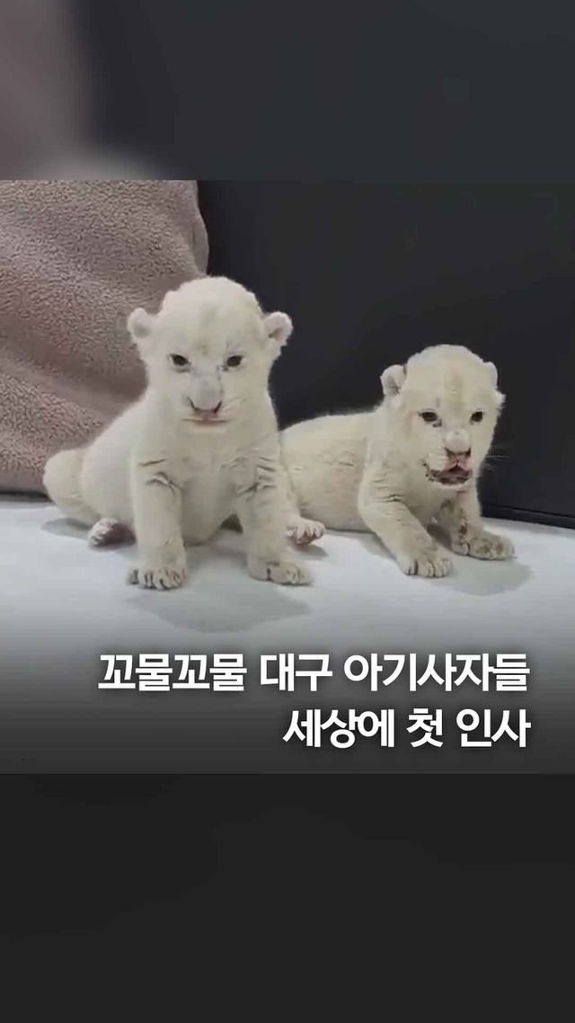 [쇼츠] 지하 사육장 구조 백사자 부부 "3남매 낳았어요" - 2
