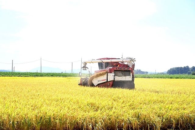 파주시, 남북 교배 품종 '평화 미소'