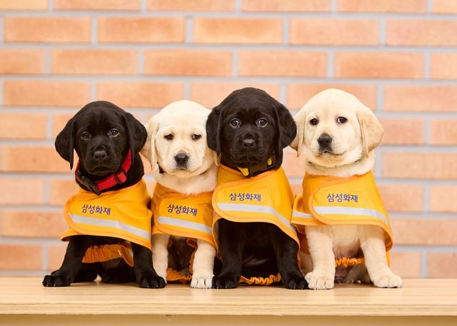 [삼성화재 제공. 재판매 및 DB 금지]