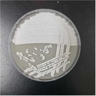 방선균 '스트렙토마이세스 카나마이세티쿠스'를 배양한 모습. [국립생물자원관 제공. 재판매 및 DB 금지]