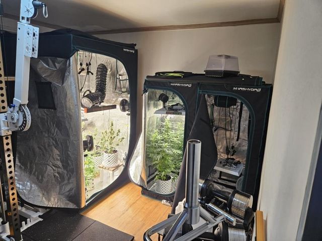 대마 불법 재배