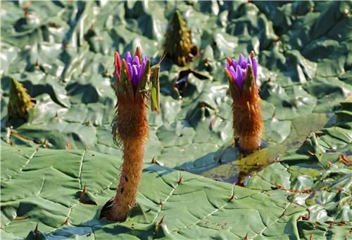 가시연꽃에서 쉬는 메뚜기