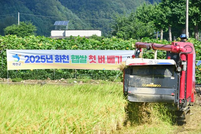 접경지 화천군 첫 벼베기