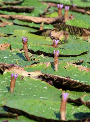 경포가시연습지의 가시연