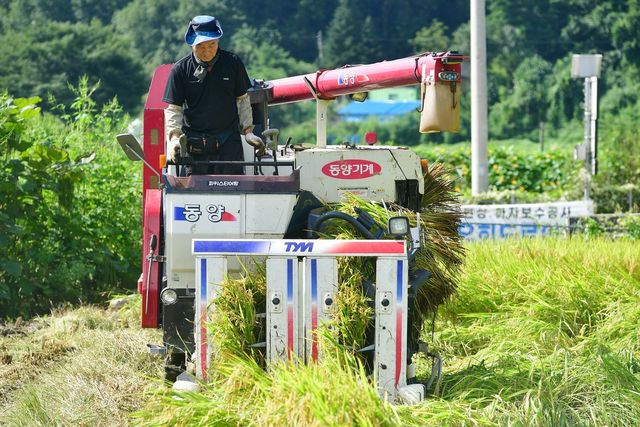 접경지 화천군 첫 벼베기