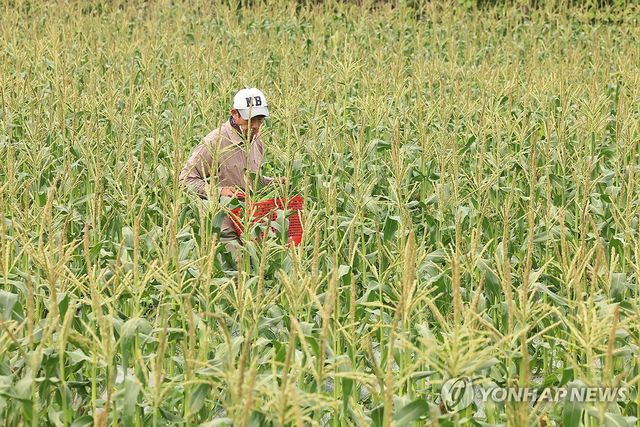 제주는 초당옥수수 수확철