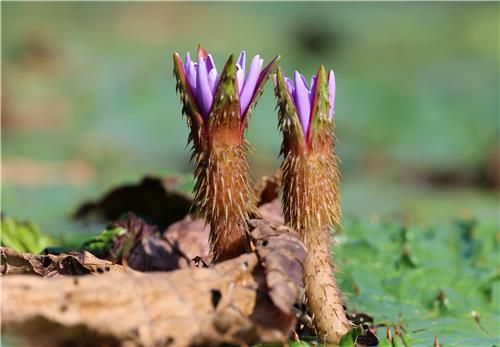 잎은 비틀어져도 보랏빛 꽃 만개