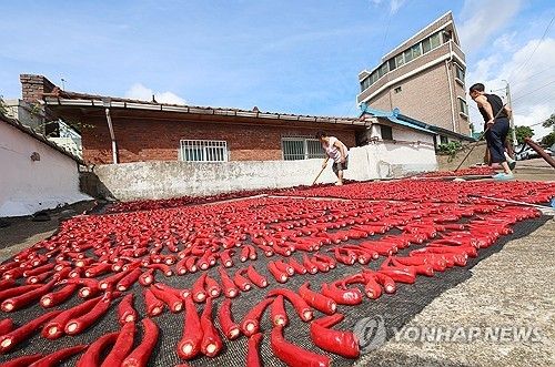고추 말리기