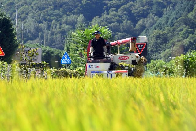 접경지 화천군 첫 벼 베기