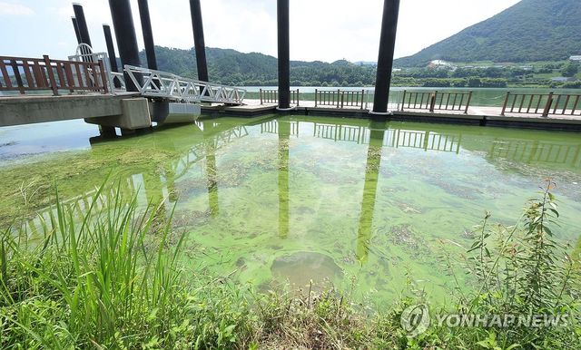 녹색으로 변한 낙동강 물금선착장 일대
