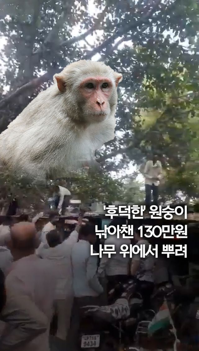 [쇼츠] 현금 가방 낚아챈 원숭이…공중에 130만원 '돈살포' - 2