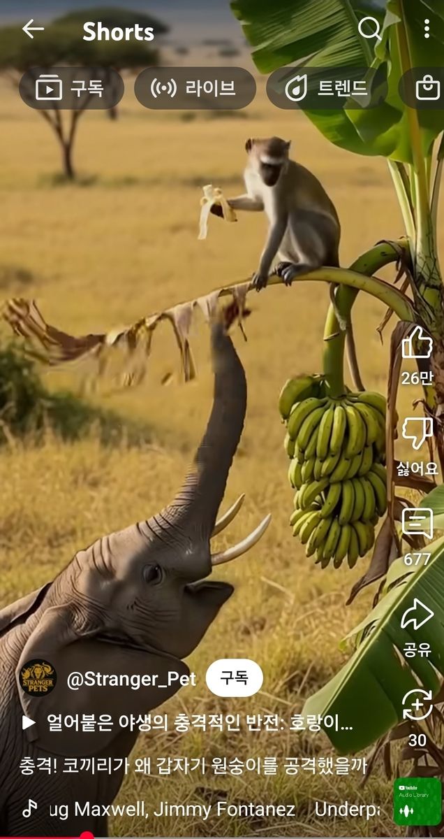 '기묘한 동물들' 채널의 쇼츠 영상 [유튜브 캡처]