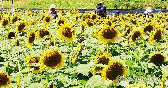 강화군 교동도 난정 해바라기정원