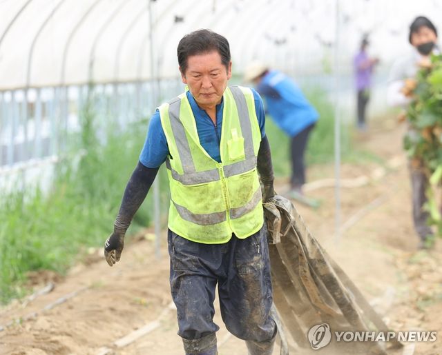 정청래 민주당 대표 오이농가 찾아 수해 복구 작업