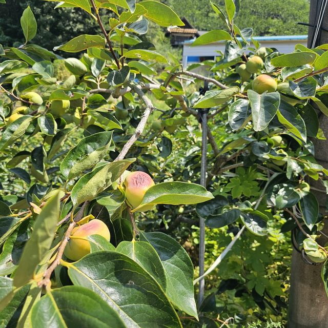 경남 단감 농가 일소 피해