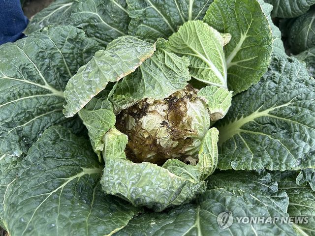 가뭄에 폐기 처분 앞둔 '꿀통 배추'